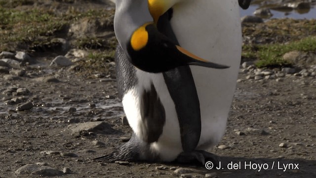 King Penguin - ML201346441