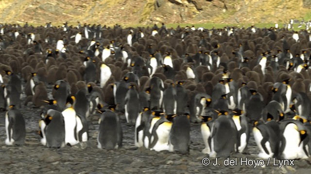 King Penguin - ML201346481