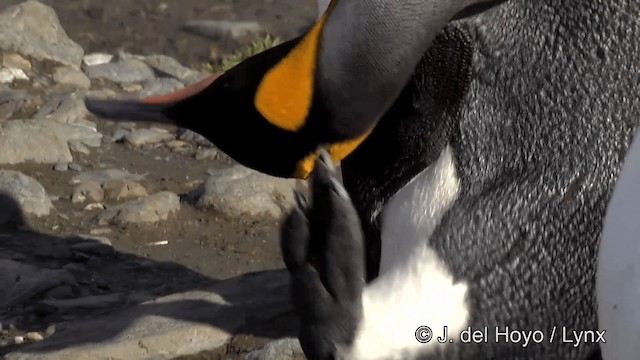 King Penguin - ML201346491