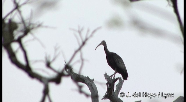 ibis obrovský - ML201346721