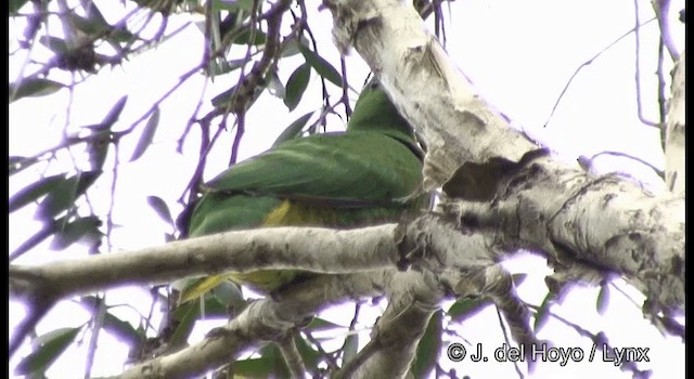Cloven-feathered Dove - ML201346791