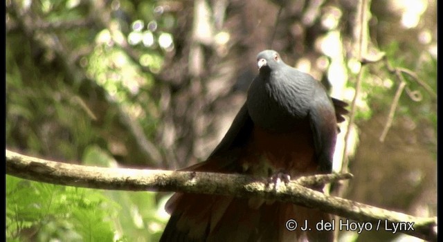 New Caledonian Imperial-Pigeon - ML201346801