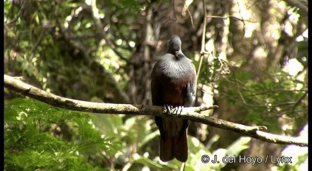 New Caledonian Imperial-Pigeon - ML201346811