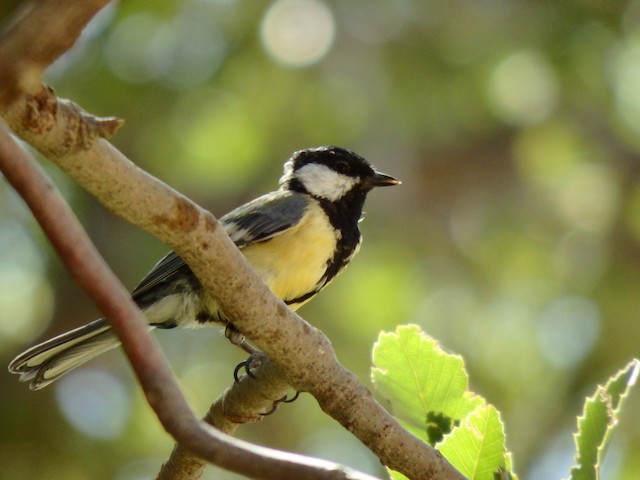 Adult lateral view (subspecies <em class="SciName notranslate">blanfordi</em>). - Great Tit - 