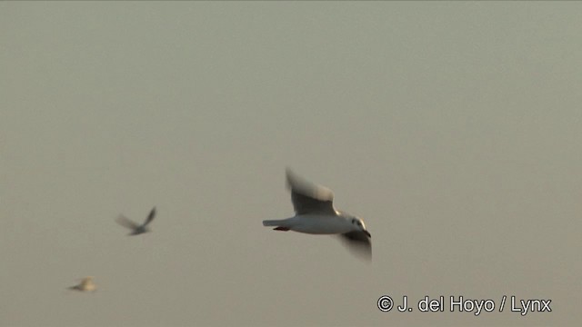 Буроголовая чайка - ML201347221