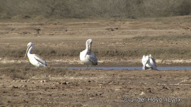 pelikán kadeřavý - ML201347241