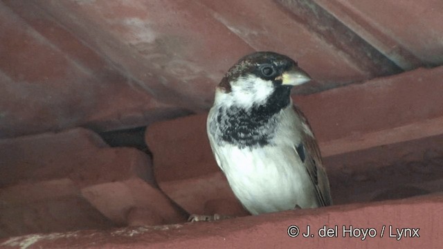 House Sparrow - ML201347301