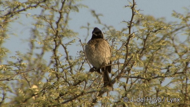 Red-vented Bulbul - ML201347381
