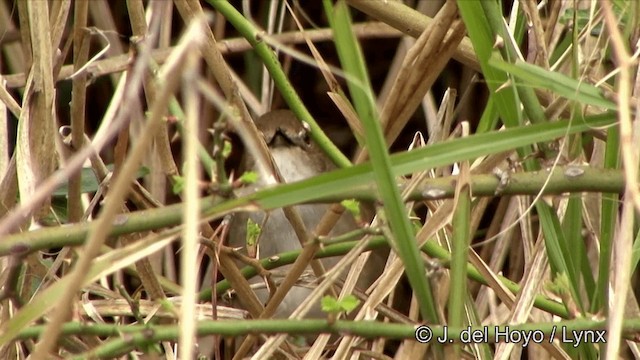 Taiwan Bush Warbler - ML201347661