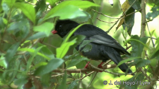 Black Bulbul (Gray-winged) - ML201347881