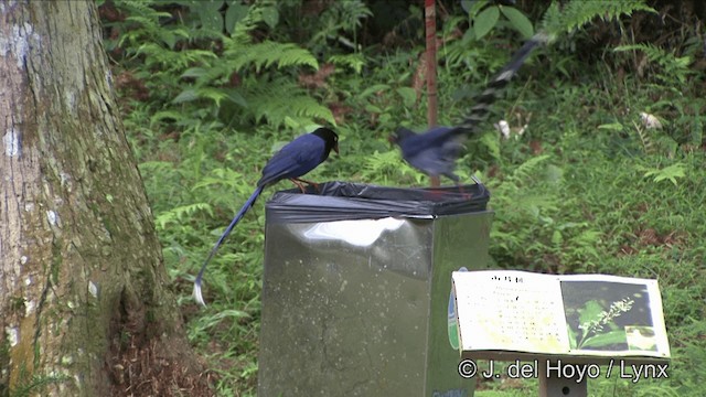 Taiwan Blue-Magpie - ML201347981