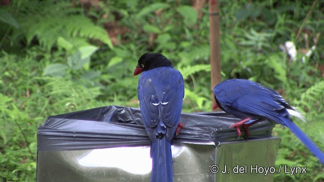 Taiwan Blue-Magpie - ML201347991