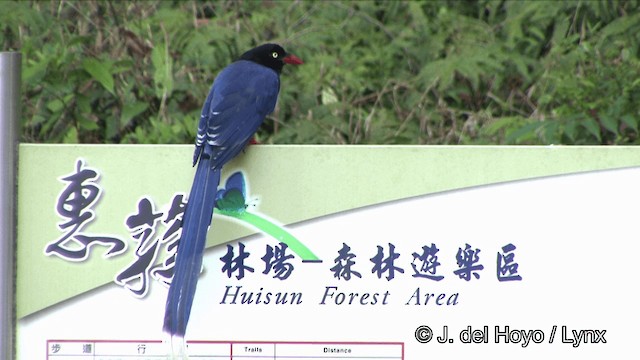 Taiwan Blue-Magpie - ML201348131
