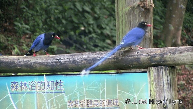 Taiwan Blue-Magpie - ML201348141