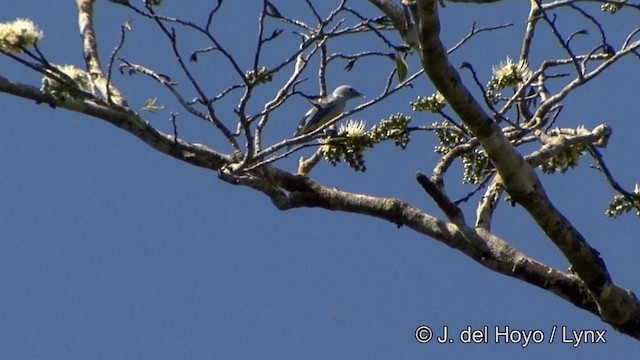 Blue-gray Tanager (White-edged) - ML201348351