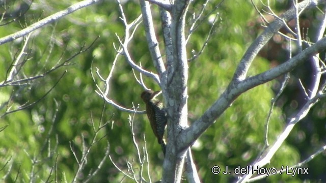Golden-collared Woodpecker - ML201348401