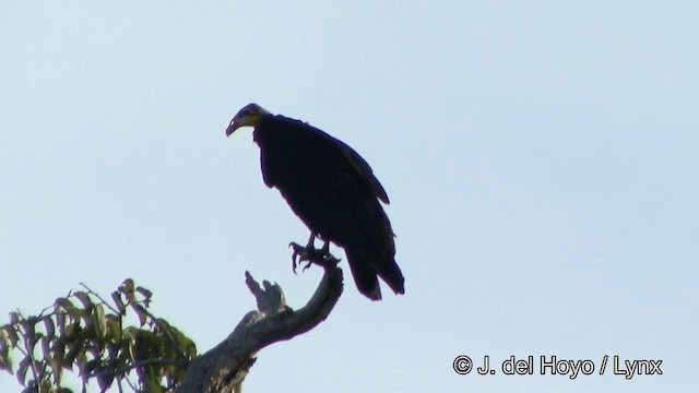 Greater Yellow-headed Vulture - ML201348491