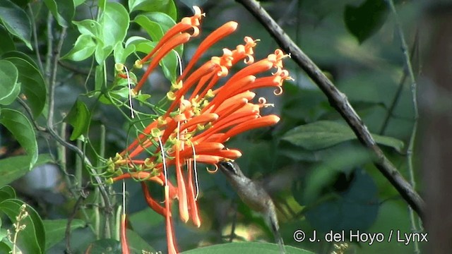 kolibřík poustevník - ML201348541