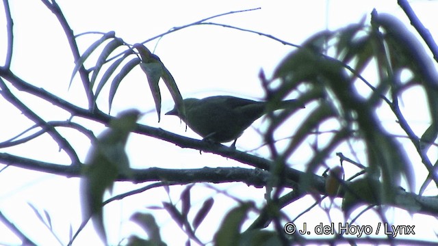 Palm Tanager - ML201348551