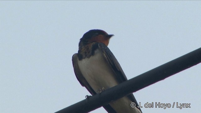 Barn Swallow - ML201348961