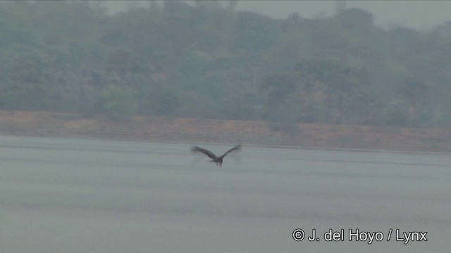 Black Kite (Black) - ML201349081