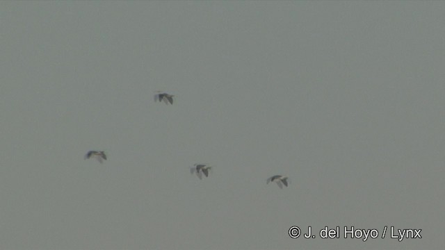 Pato Crestudo Afroasiático - ML201349161