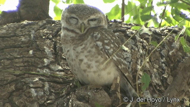 Spotted Owlet - ML201349311
