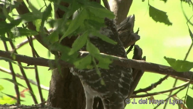 Spotted Owlet - ML201349321