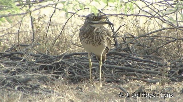 Indian Thick-knee - ML201349351