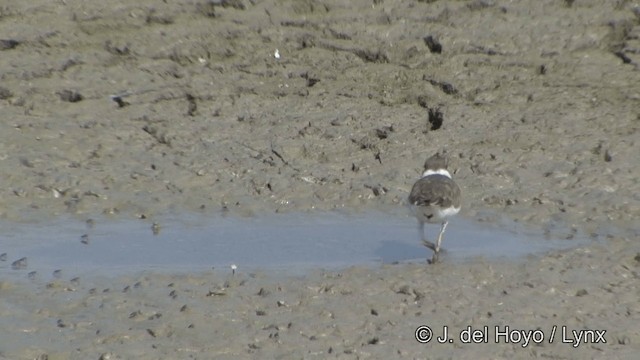 Pluvier petit-gravelot (dubius/jerdoni) - ML201349421