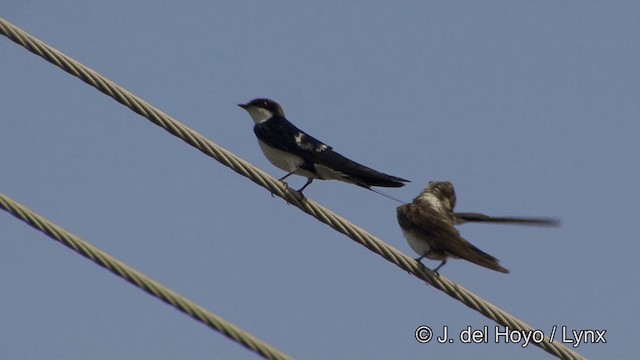 Wire-tailed Swallow - ML201349531