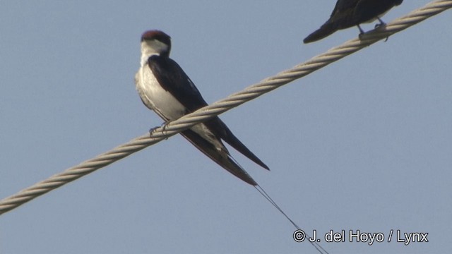 Wire-tailed Swallow - ML201349551