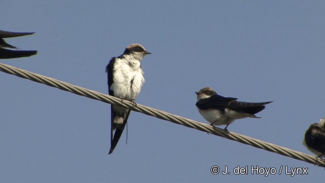 Wire-tailed Swallow - ML201349561
