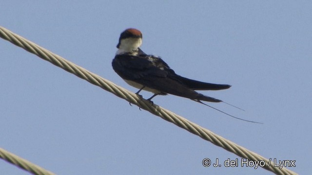 Wire-tailed Swallow - ML201349571