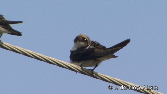 Wire-tailed Swallow - ML201349581