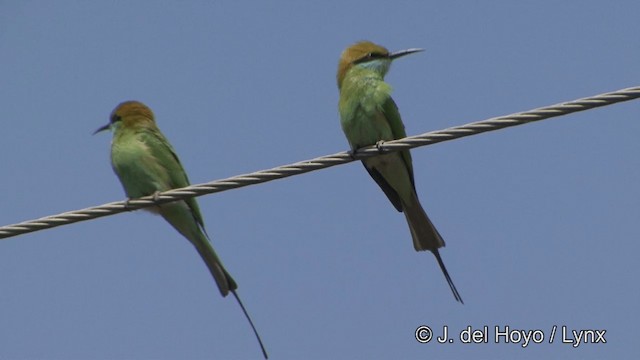 Asian Green Bee-eater - ML201349631