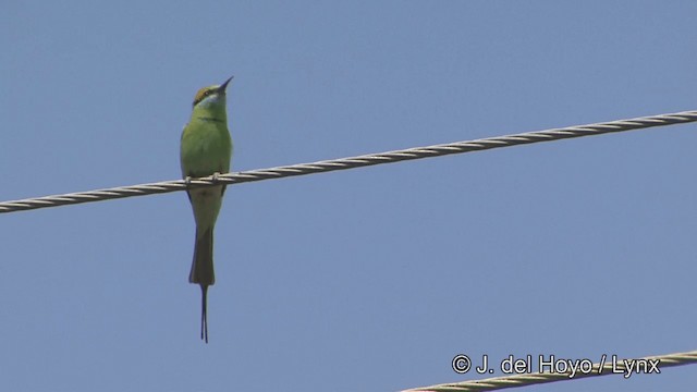 Asian Green Bee-eater - ML201349641