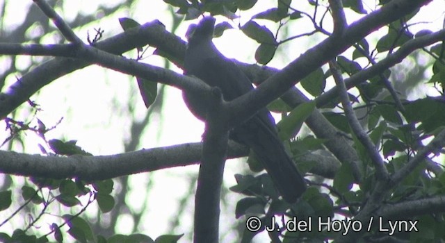 Timor Imperial-Pigeon - ML201349751