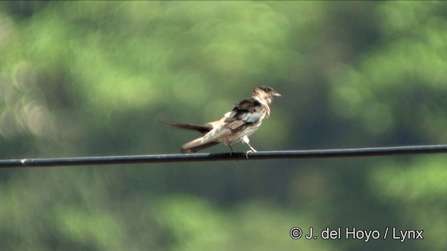 Striated Swallow - ML201349881
