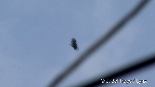 Haubenschlangenadler [cheela-Gruppe] - ML201349971