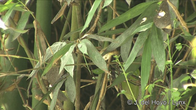 Rufous-faced Warbler - ML201349981