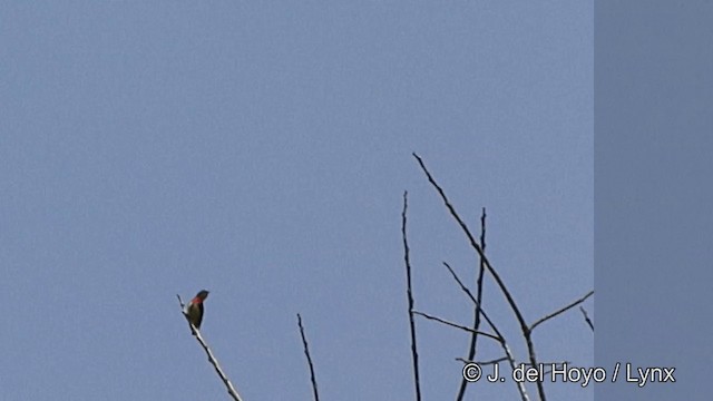Fire-breasted Flowerpecker (Fire-breasted) - ML201350021