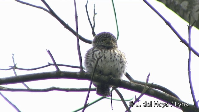 Collared Owlet - ML201350031