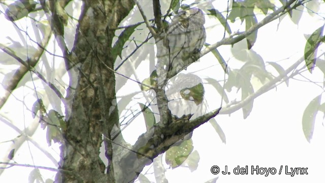 Collared Owlet - ML201350041