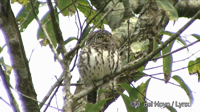 Collared Owlet - ML201350051