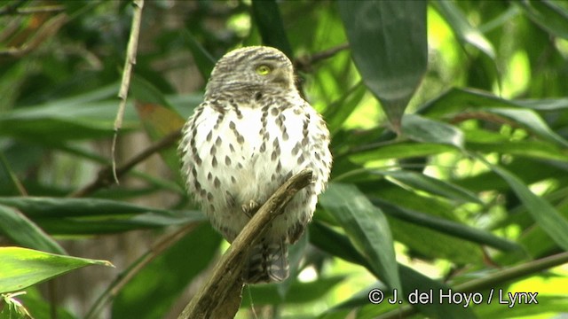 Collared Owlet - ML201350061