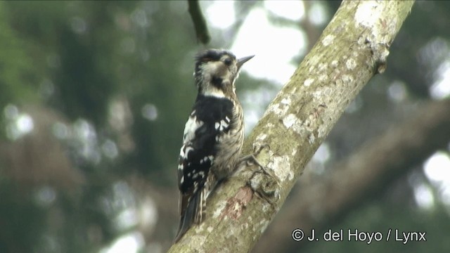 Gray-capped Pygmy Woodpecker - ML201350121