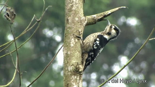 Gray-capped Pygmy Woodpecker - ML201350131