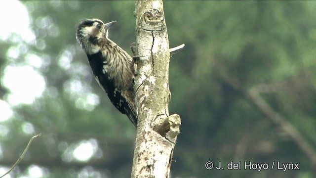 Gray-capped Pygmy Woodpecker - ML201350141
