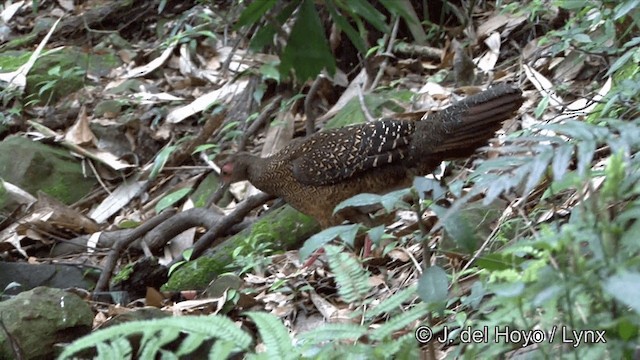 Swinhoe's Pheasant - ML201350241